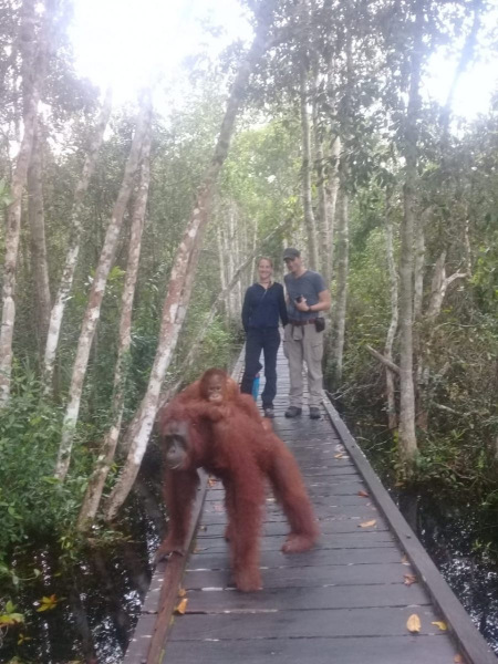 orangutan tour 15