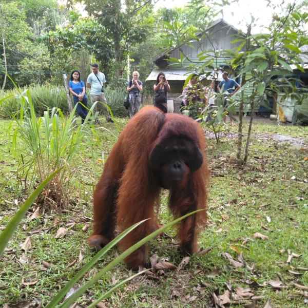 orangutan in tanjung outing tour