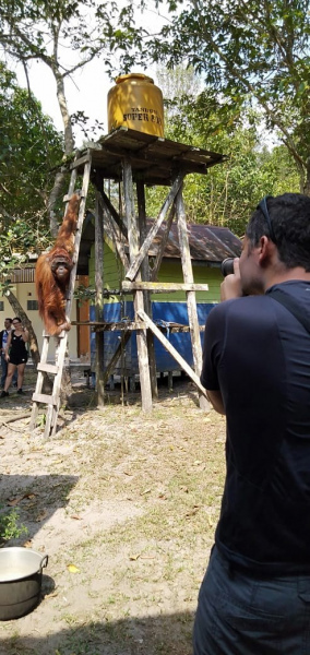 orangutan tour