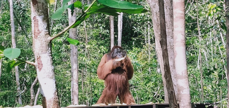orangutan tour 28