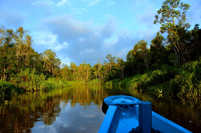 tanjung puting tour and orangutan tour