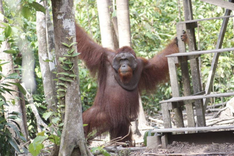 orangutan-tour-tanjung-puting-190
