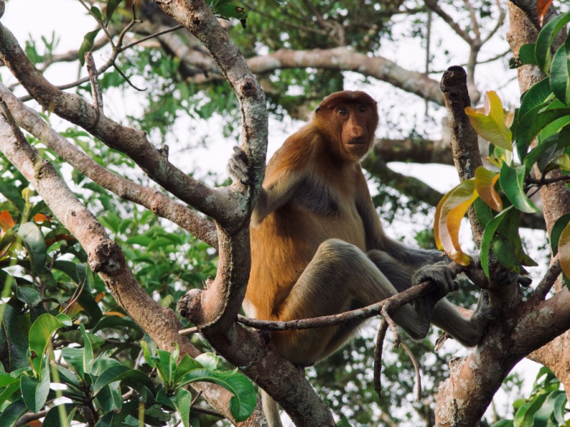 orangutan-tour-tanjung-puting-203