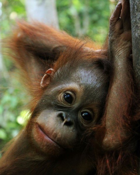 orangutan-tour-tanjung-puting-207