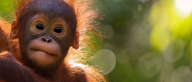 tanjung puting tour and orangutan tour