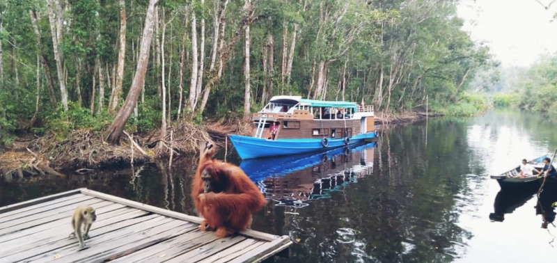 tanjung-puting-klotok