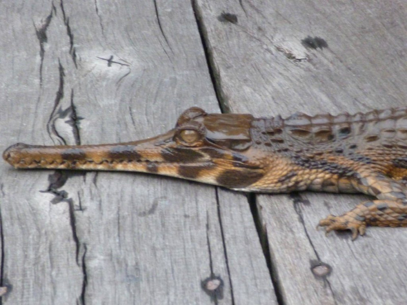 tanjung-puting-national-1