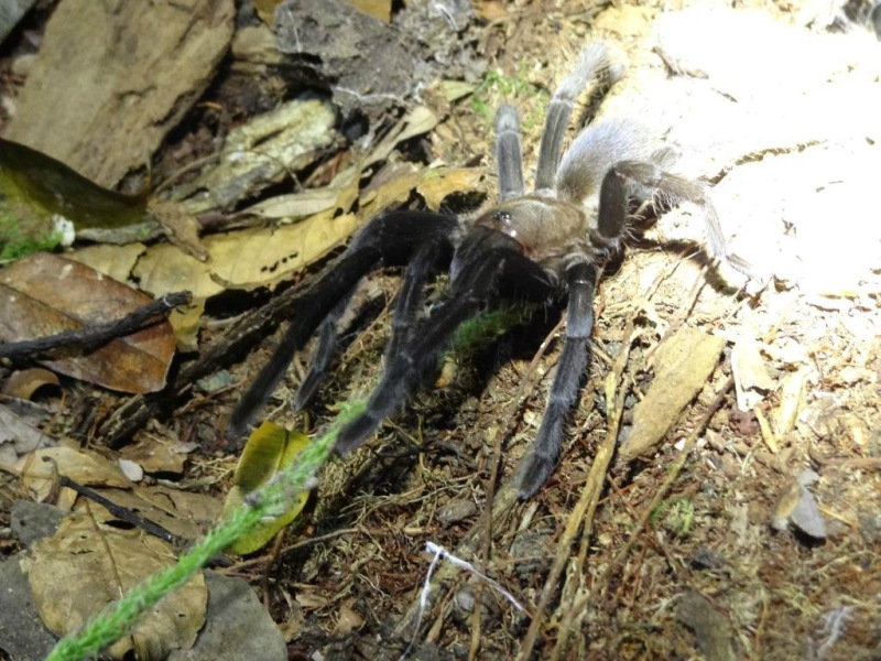 tanjung-puting-national-13