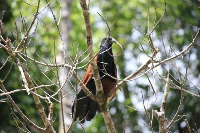 tanjung-puting-national-6