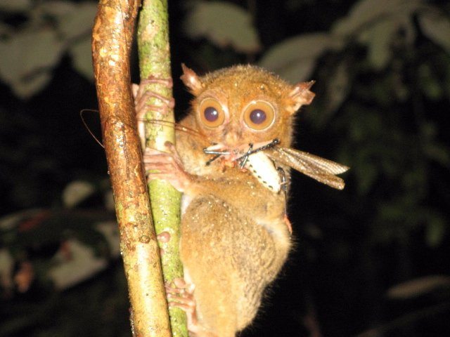 tarsius-bancanus