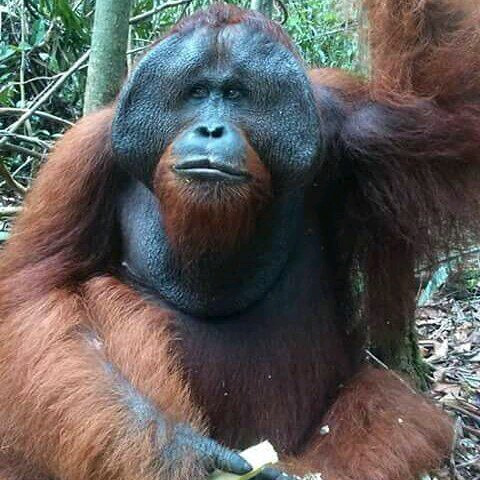 Male Orangutan