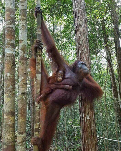 Female Orangutan and Baby