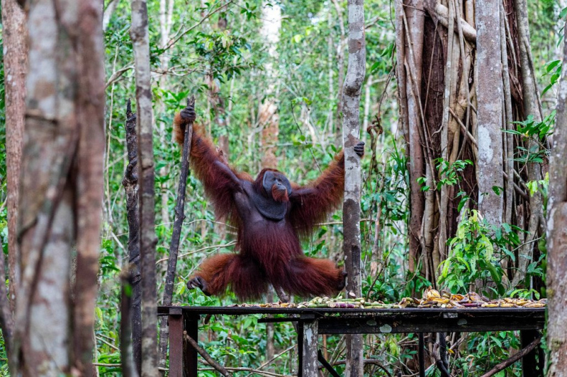 Male Orangutan