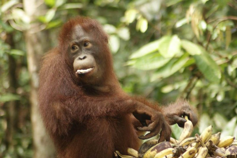 orangutan-tour-tanjung-puting-193