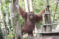 orangutan-tour-tanjung-puting-190