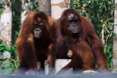 orangutan-tour-tanjung-puting-204