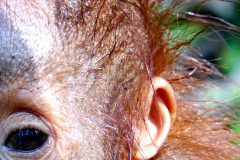 orangutan-tour-tanjung-puting-206