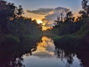 orangutan tour in tanjung puting national park. visit orangutans camp with house boat klotok tour, see orangutans kalimantan in their natural habitat
