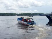 orangutan tour in tanjung puting national park. visit orangutans camp with house boat klotok tour, see orangutans kalimantan in their natural habitat