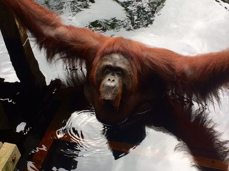 orangutan tour in tanjung puting national park. visit orangutans camp with house boat klotok tour, see orangutans kalimantan in their natural habitat