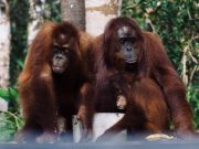 borneo orangutan