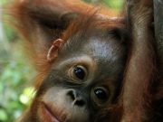 bornean orangutan
