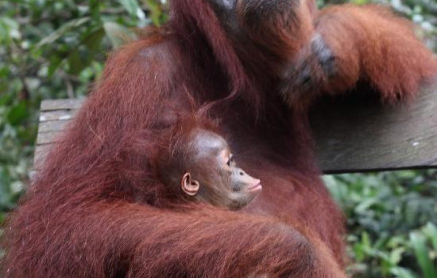 Share Trip Orangutan Tour 3D2N